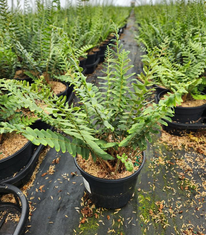 Polystichum acrostichoides 