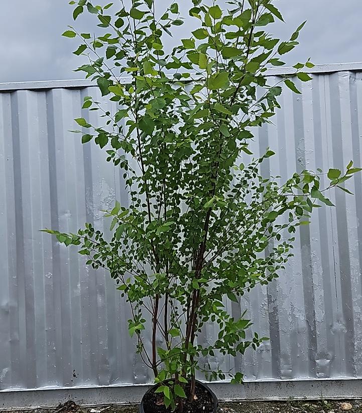 Betula nigra 'Heritage'