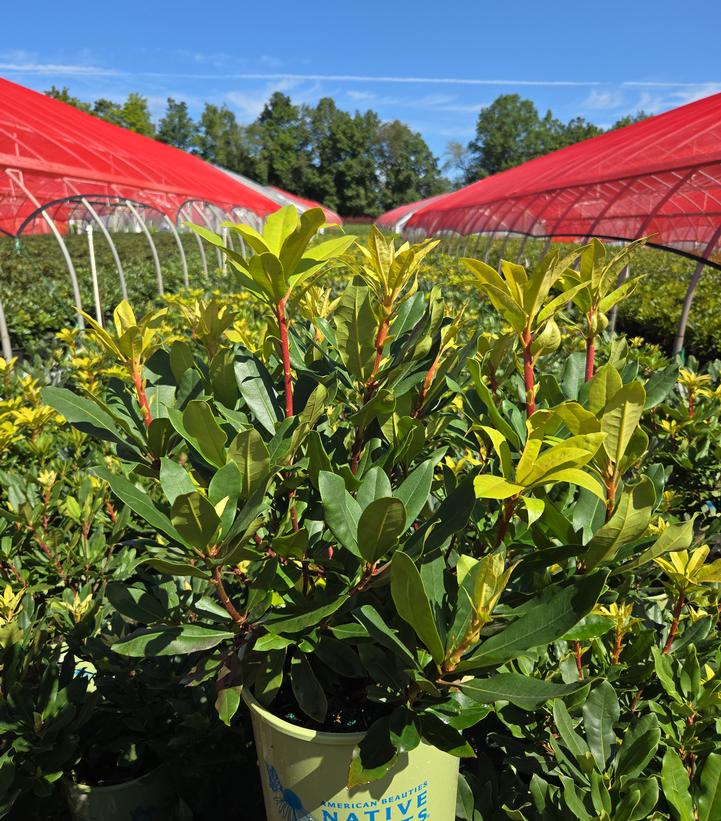 Rhododendron maximum Independence