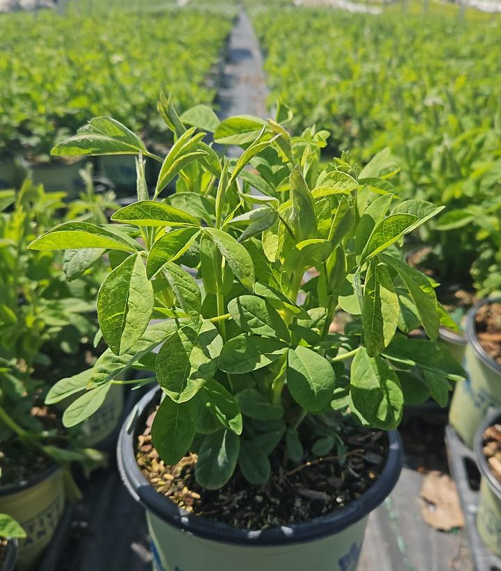 Thermopsis villosa 