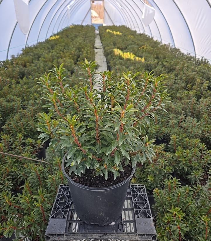 Kalmia latifolia 'Tiddlywinks'