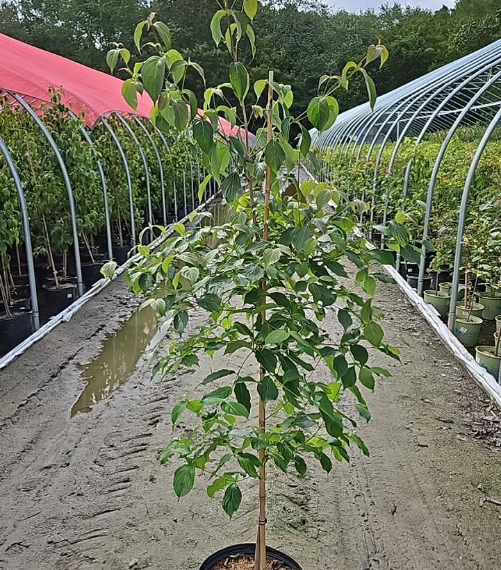 Cornus kousa 