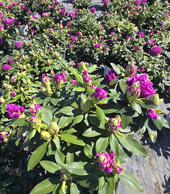 Rhododendron x Dandy Man® Purple