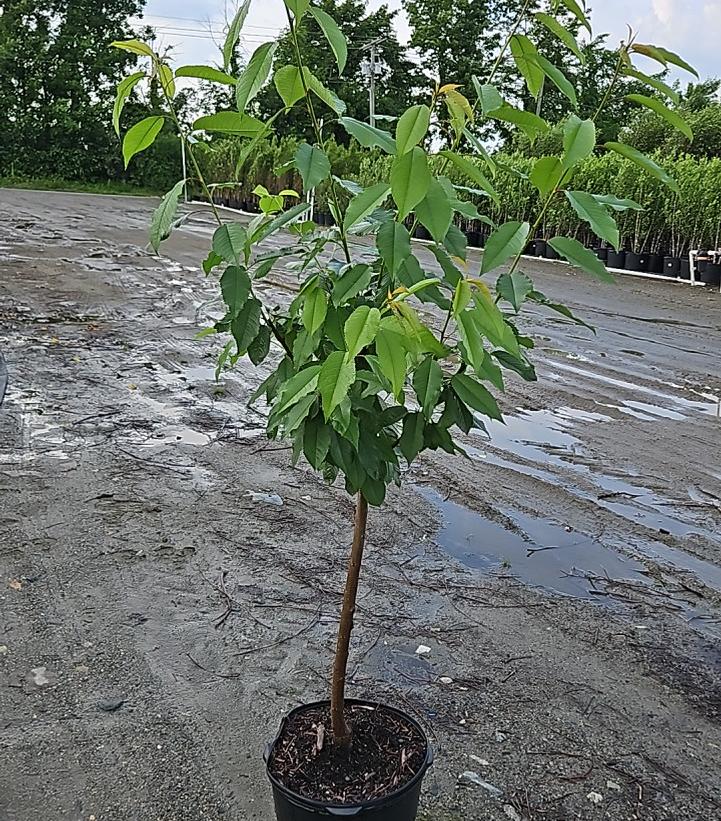 Prunus x 'White Gold'