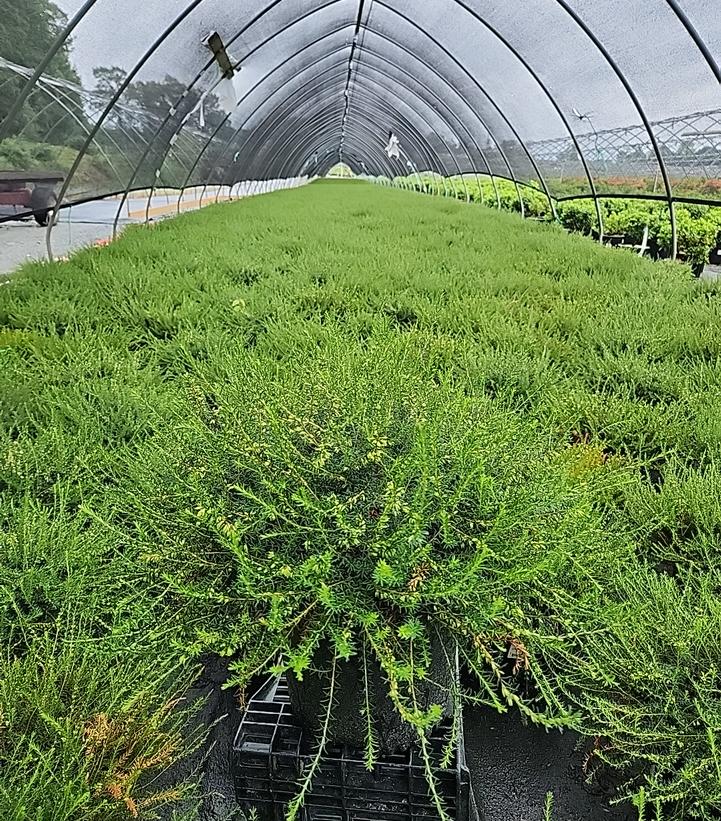 Erica carnea Pink