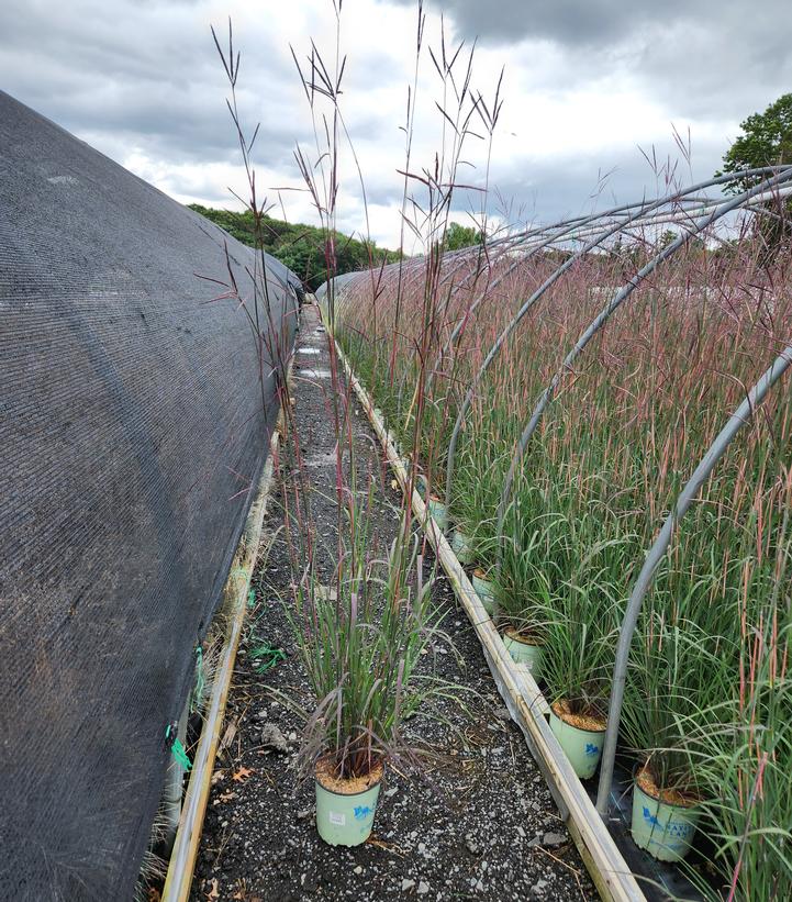 Andropogon gerardii 'Red October'