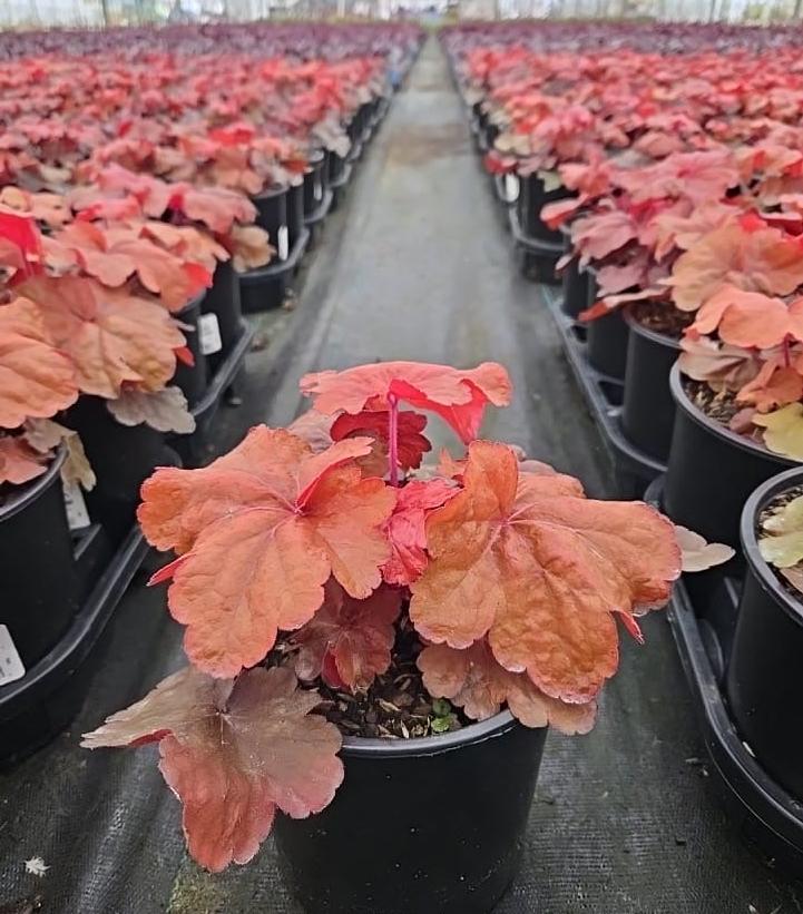 Heuchera 'Fire Alarm'