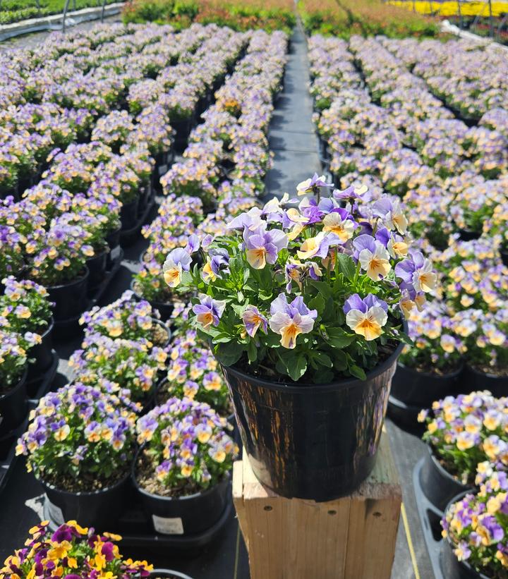 Viola cornuta Penny™ 'Peach Jump Up'