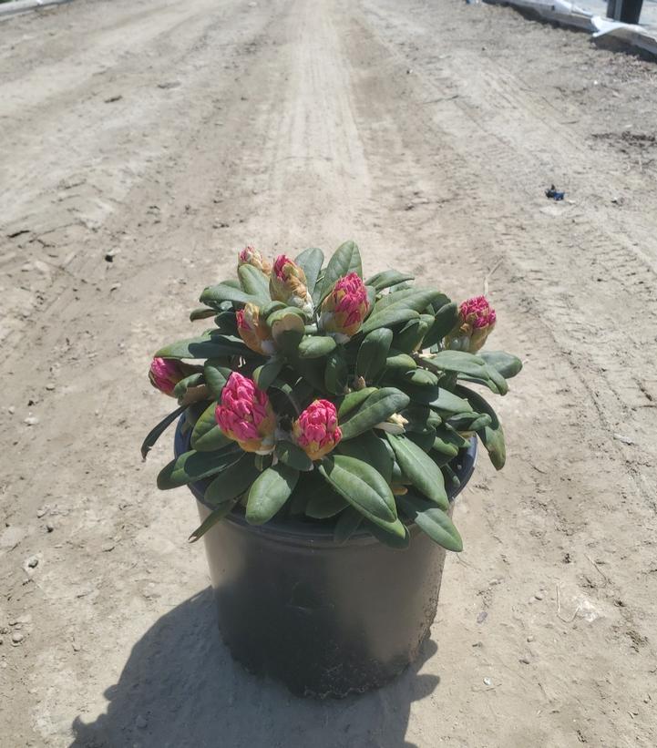 Rhododendron yak. Ken Janek