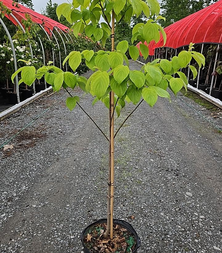 Cornus florida 'Cherokee Princess'