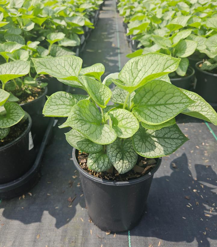 Brunnera macrophylla 'Jack Frost'