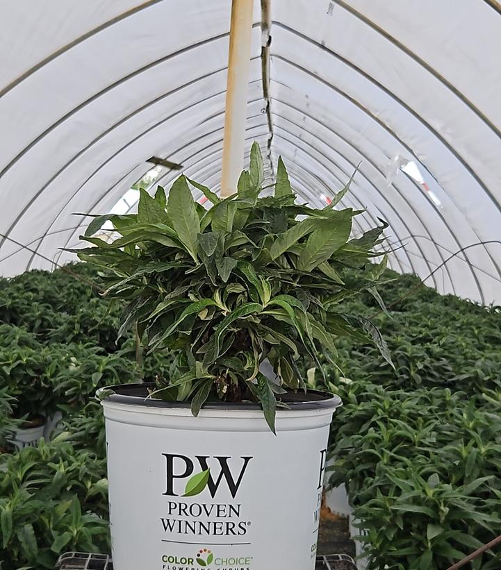 Buddleia x Pugster® Amethyst