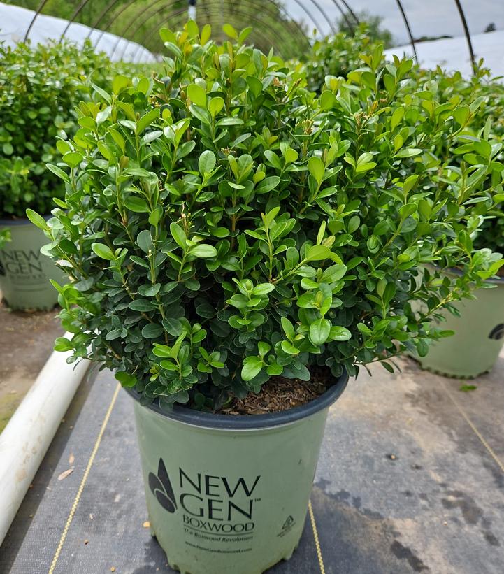 Buxus NewGen Freedom®
