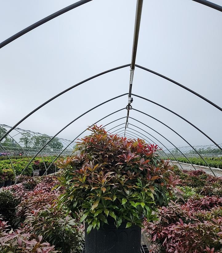 Pieris jap. 'Katsura'