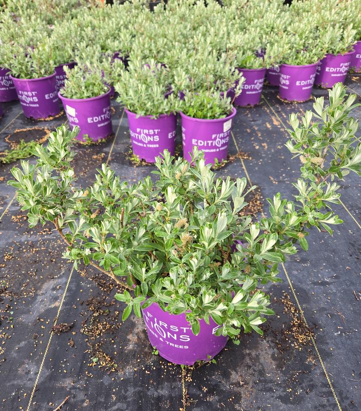 Salix candida Iceberg Alley®