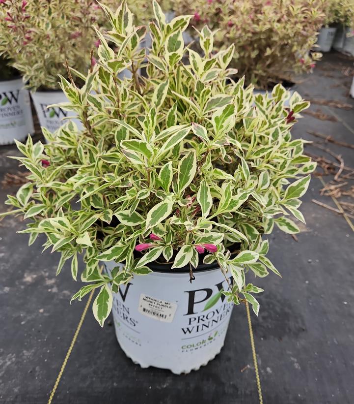 Weigela florida My Monet Purple Effect®
