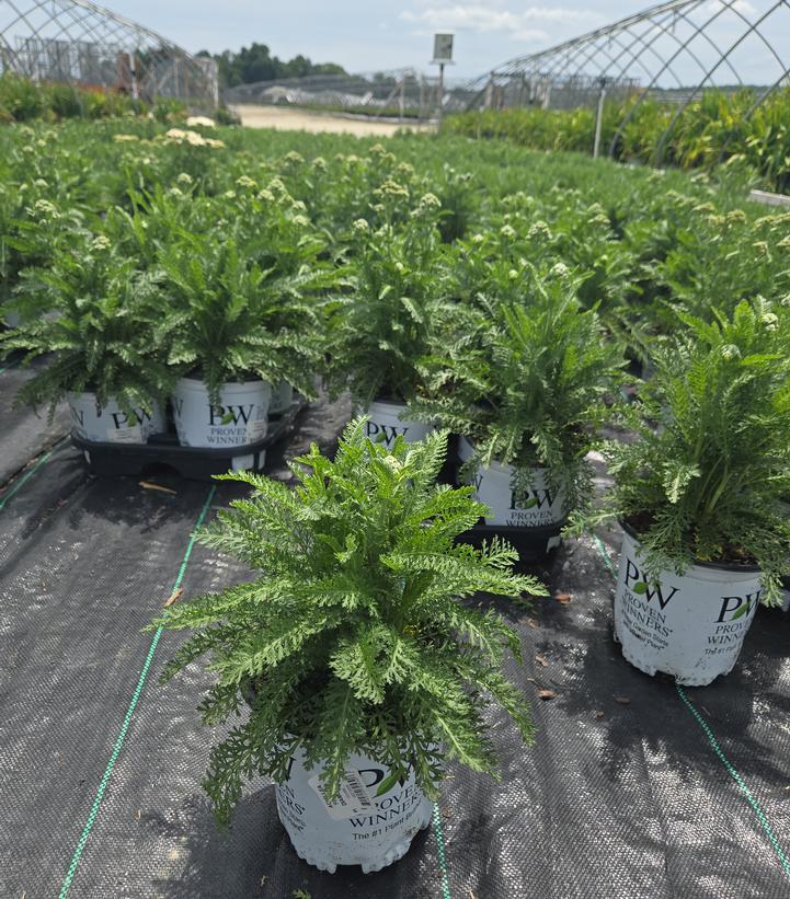 Achillea x 'Firefly Diamond'