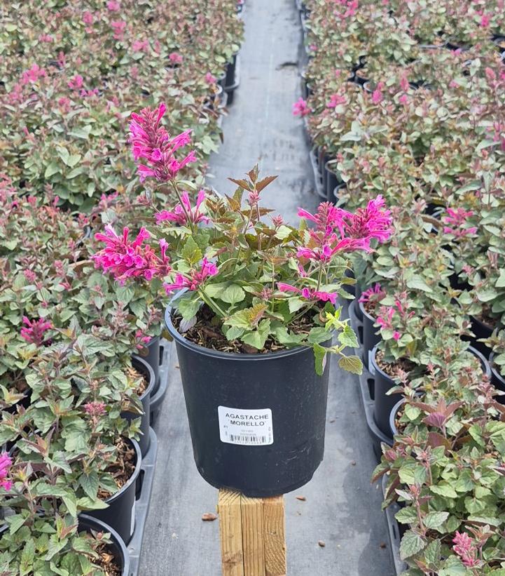 Agastache x 'Morello'