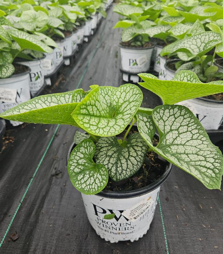 Brunnera macrophylla 'Jack of Diamonds'