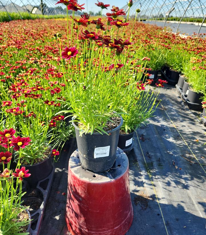 Coreopsis x Li'l Bang™ 'Red Elf'