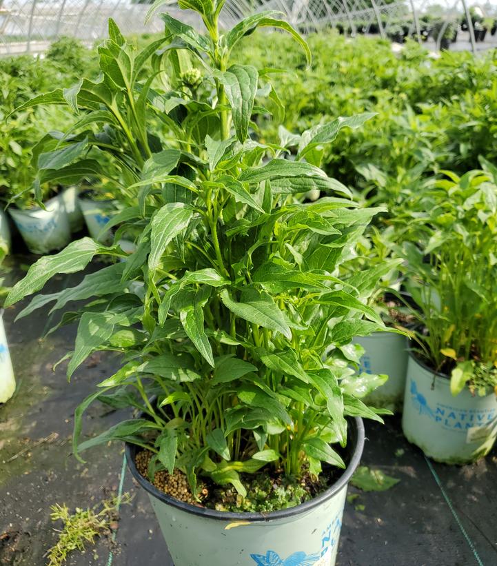 Echinacea purpurea 'Mellow Yellows'