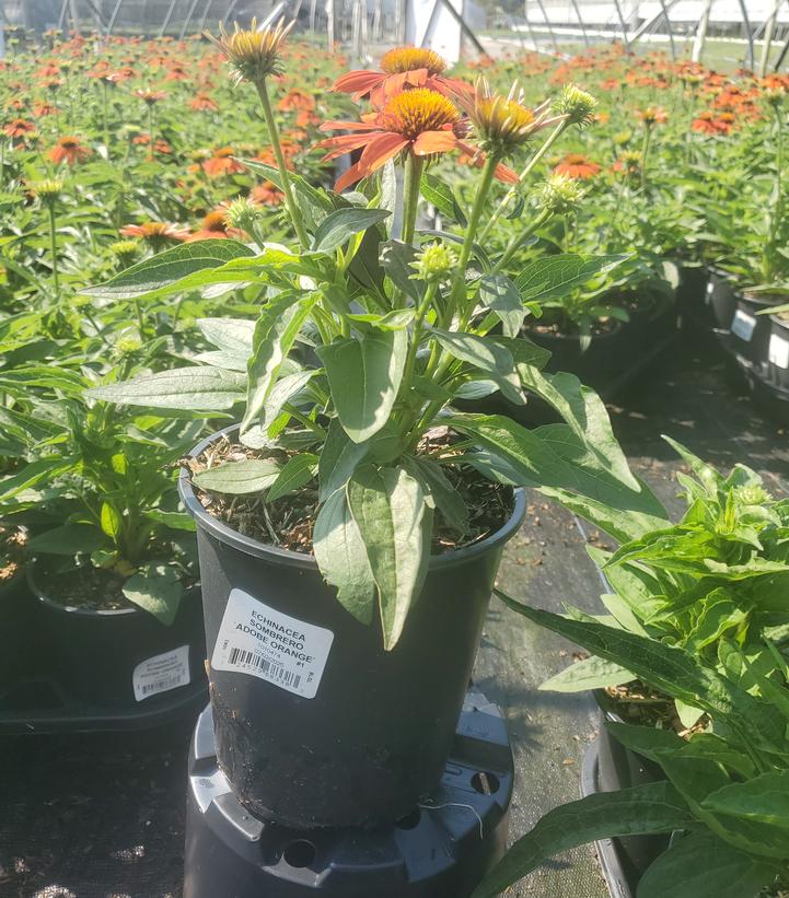 Echinacea x Sombrero® Adobe Orange