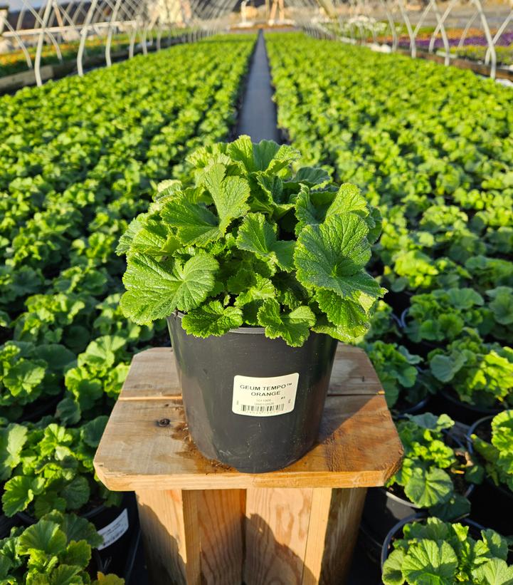 Geum Tempo™ Orange