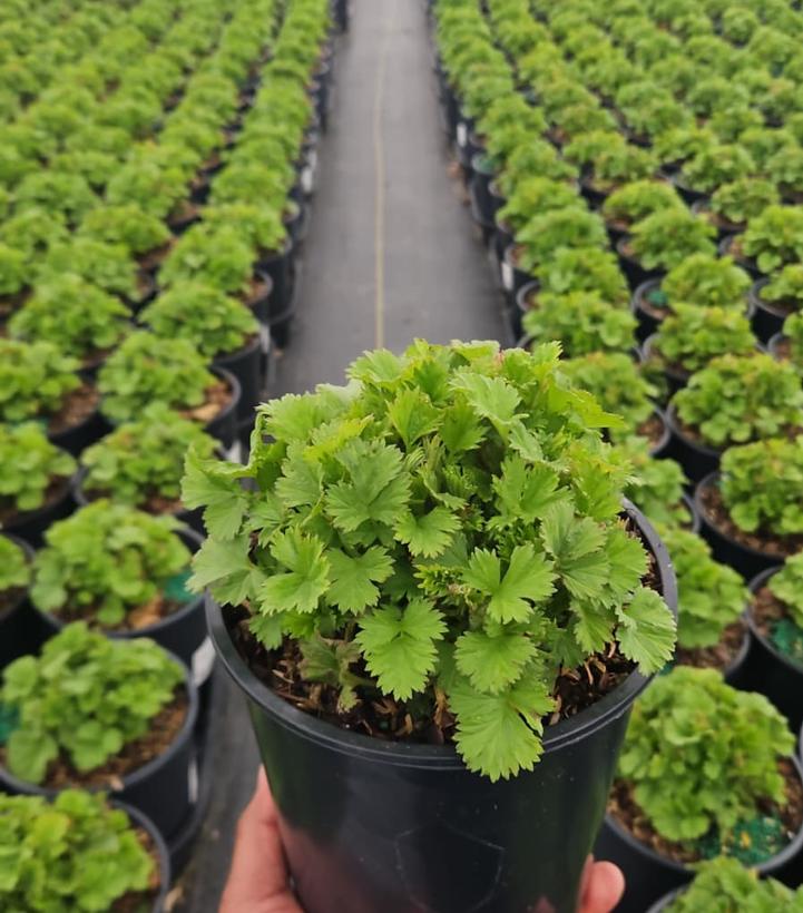 Geum Tempo™ Yellow