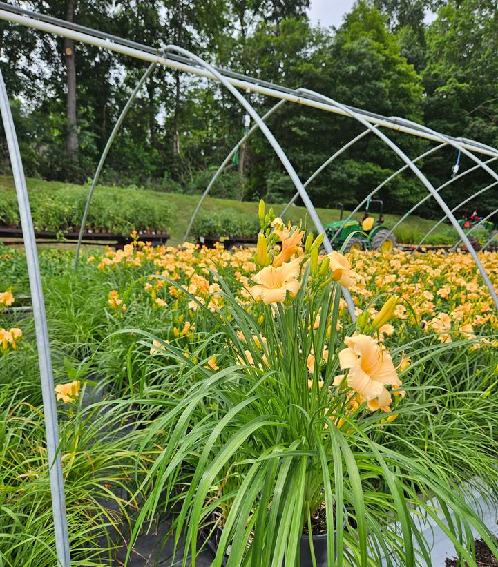 Hemerocallis Apricot Sparkles