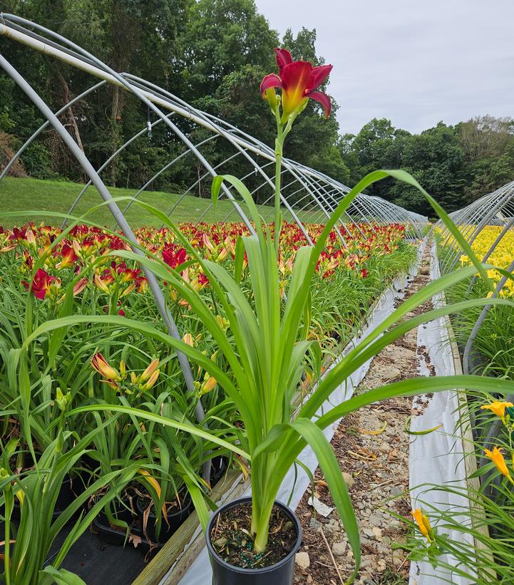 Hemerocallis 'Prairie Wildfire'