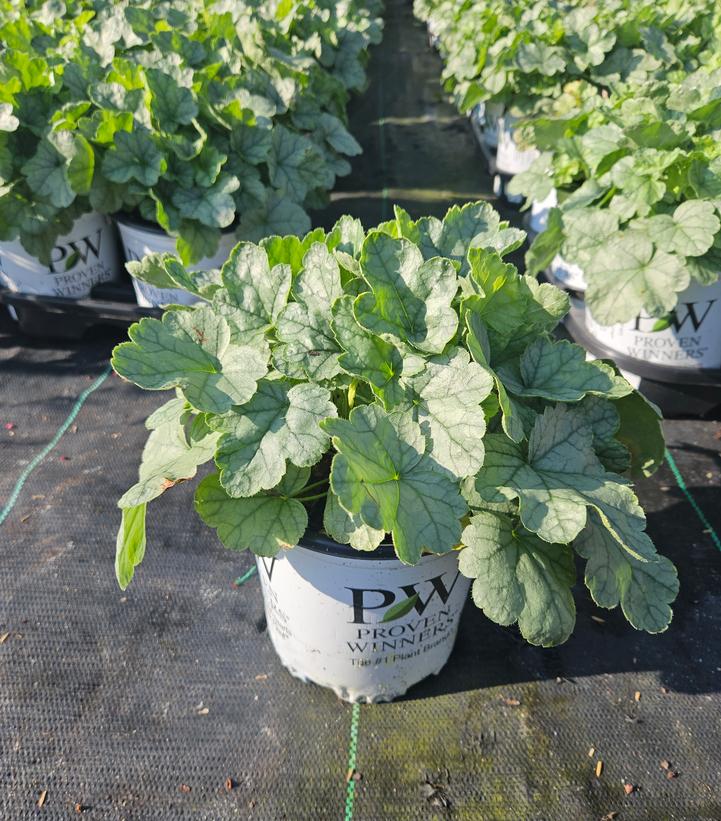 Heuchera hybrid Dolce® Dolce® 'Spearmint'