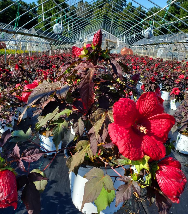 Hibiscus x Summerific® Holy Grail