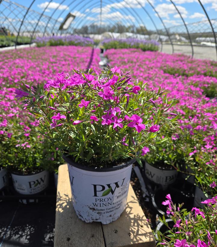 Phlox 'Magenta Sprite'