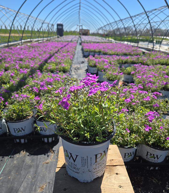 Phlox x 'Purple Sprite'