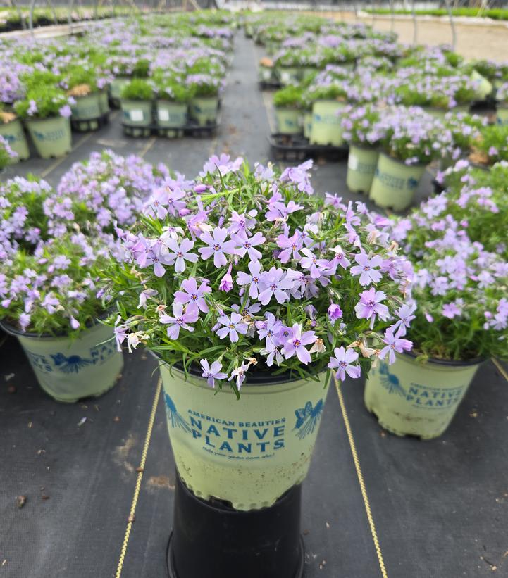 Phlox subulata Spring Blue