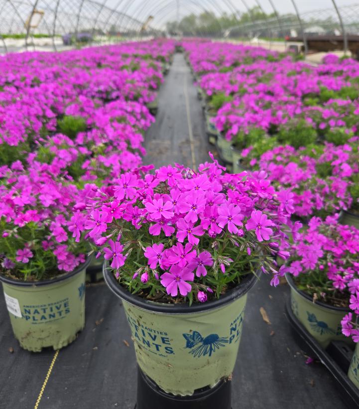 Phlox subulata Spring Purple