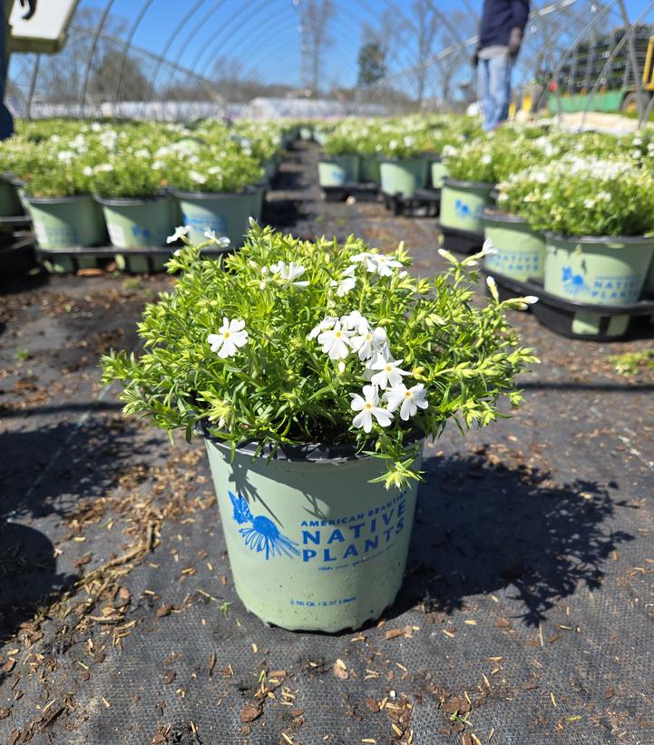 Phlox subulata Spring White