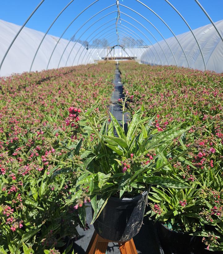 Pulmonaria x 'Raspberry Splash'