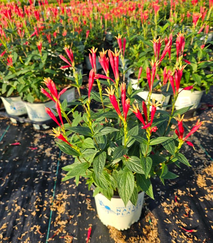 Spigelia marilandica 'Little Red Head'