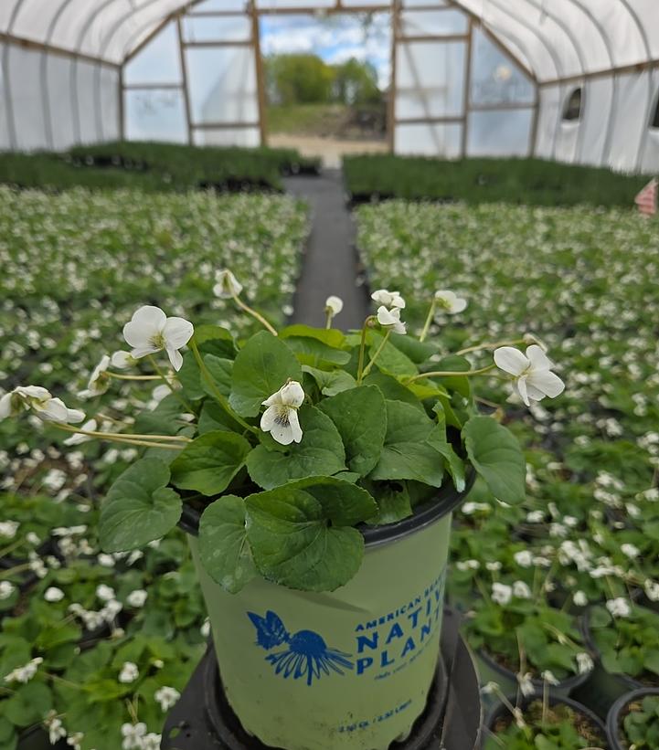 Viola striata 