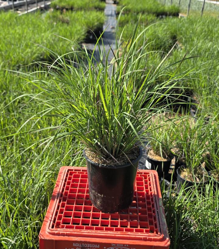 Schizachyrium scoparium 'Standing Ovation'
