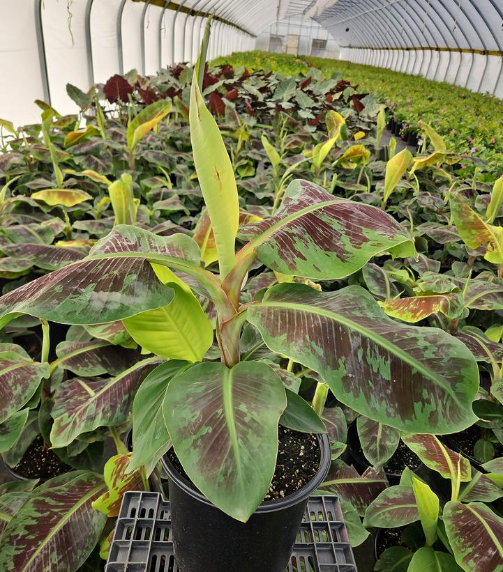 Musa Dwarf Cavendish