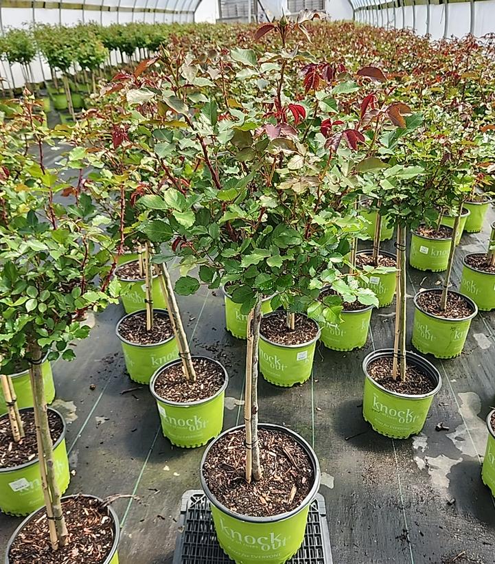 Rosa Knock Out® Coral Knock Out®