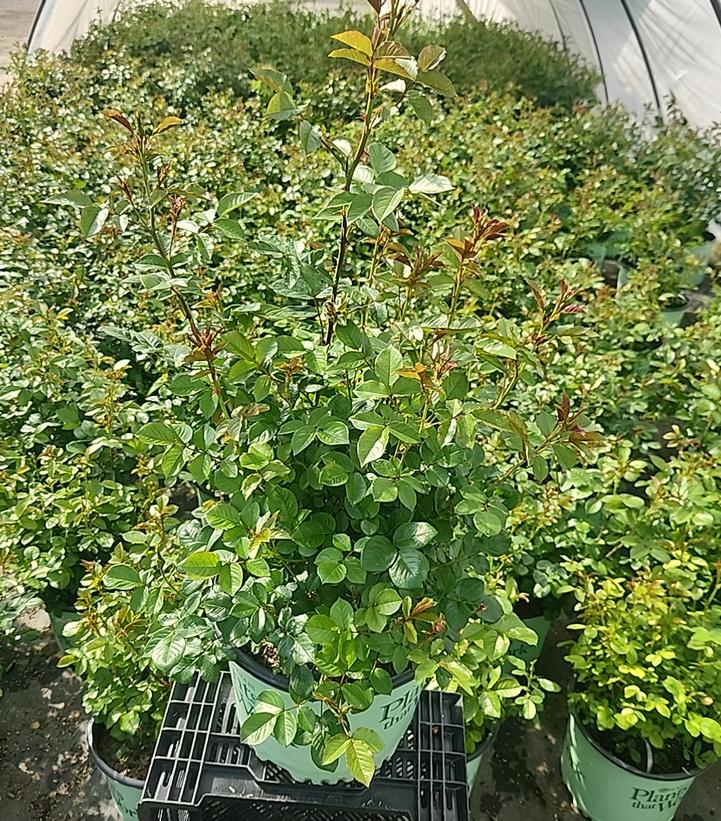 Rosa 'Red Streamer'