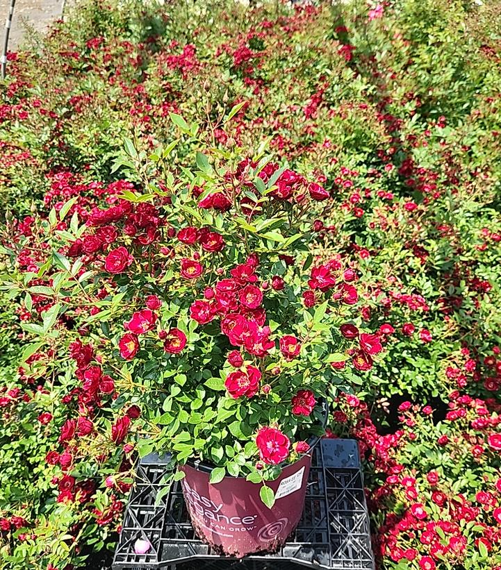 Rosa Easy Elegance® Chi™