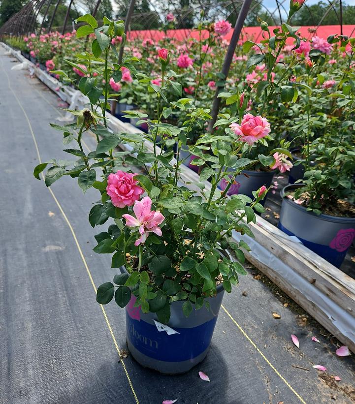Rosa True Inspiration