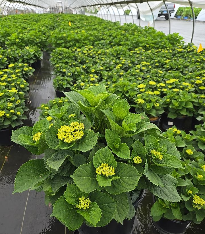 Hydrangea macrophylla Elizabeth Ashley