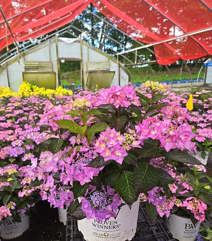 Hydrangea serrata Let's Dance Can Do!®