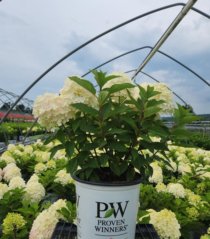 Hydrangea paniculata Fire Light Tidbit®