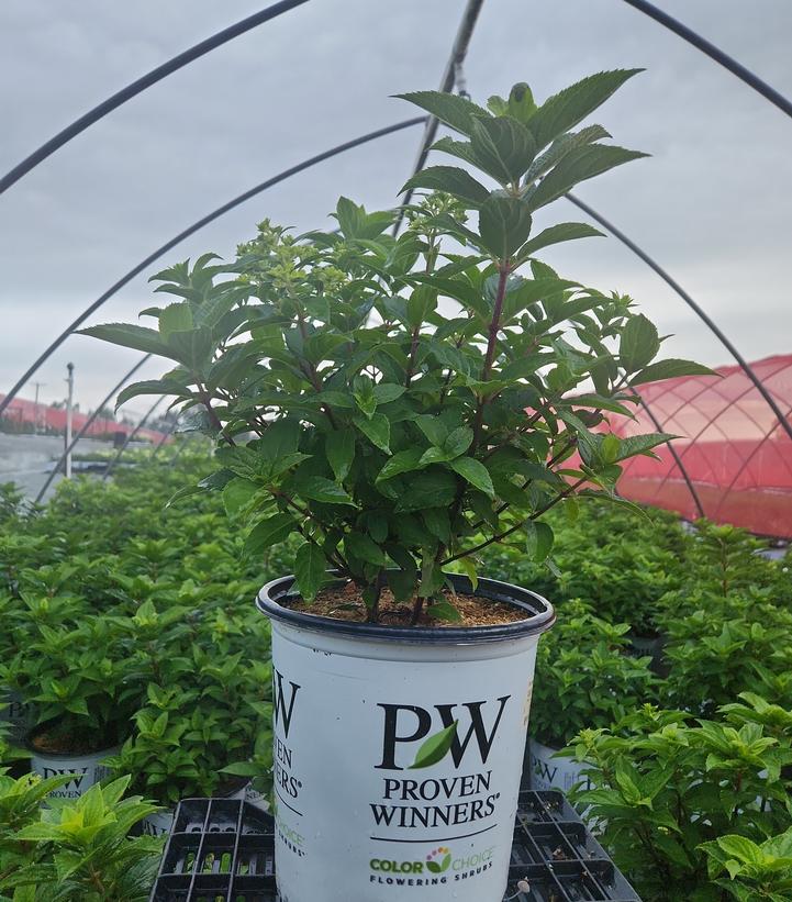 Hydrangea paniculata Quick Fire Fab®